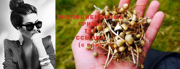 ПСИЛОЦИБИНОВЫЕ ГРИБЫ Белоозёрский